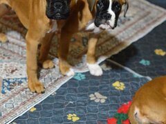 Pui boxer cu pedigree