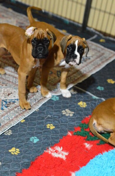 Pui boxer cu pedigree