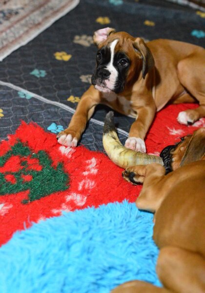 Pui boxer cu pedigree