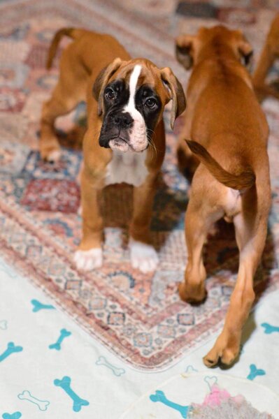 Pui boxer cu pedigree