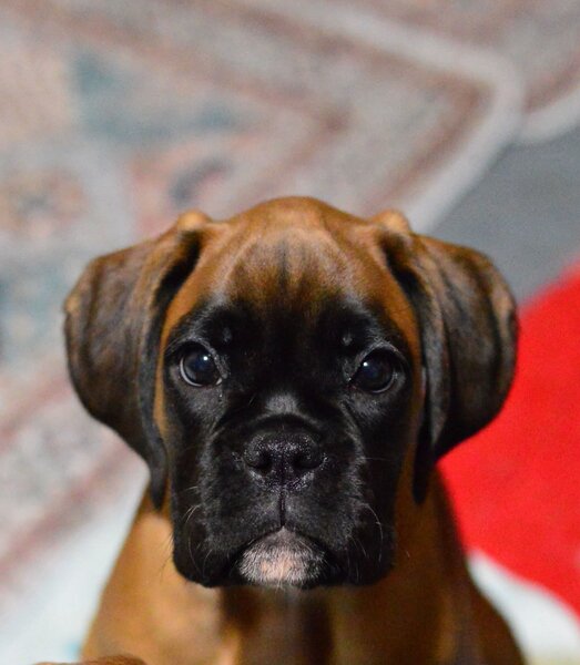Pui boxer cu pedigree