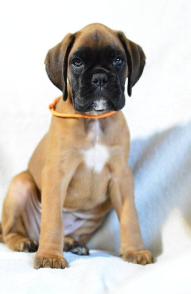 Pui boxer cu pedigree