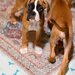 Pui boxer cu pedigree