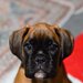 Pui boxer cu pedigree