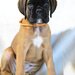 Pui boxer cu pedigree